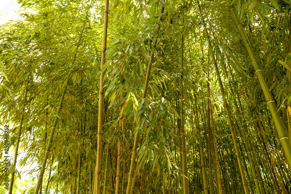 Bamboo stalks in the park as a background Bamboo stalks in the park as a background