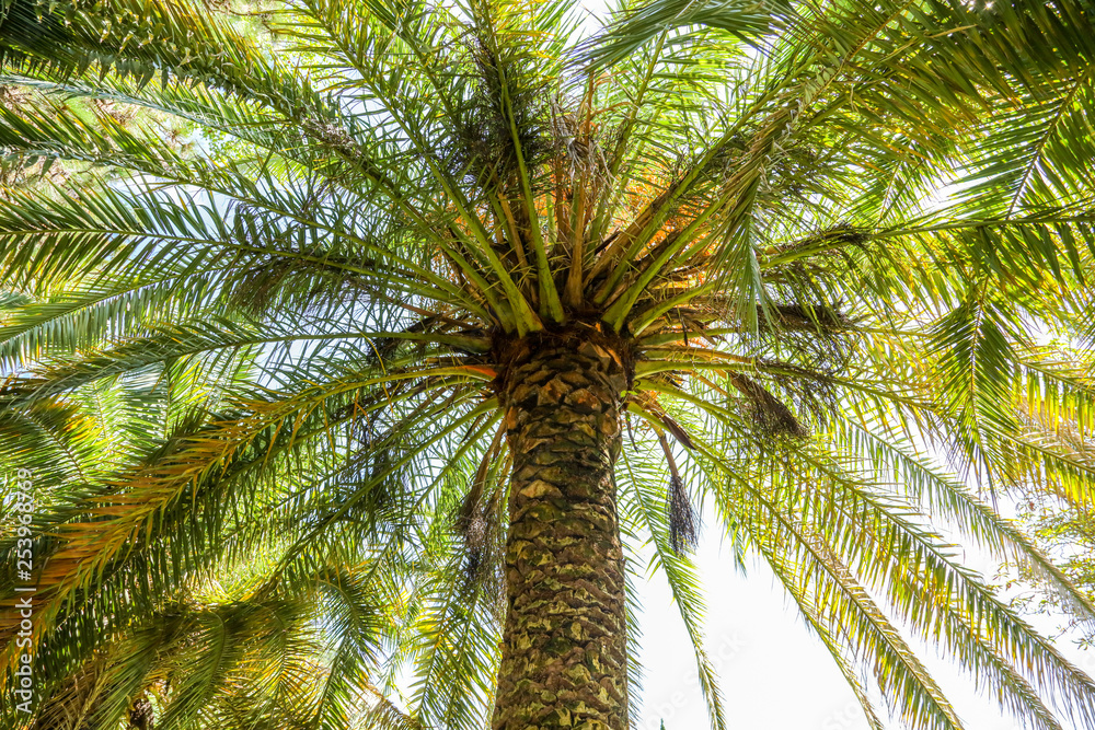 Fototapeta premium Palm trees in the park. Subtropical climate