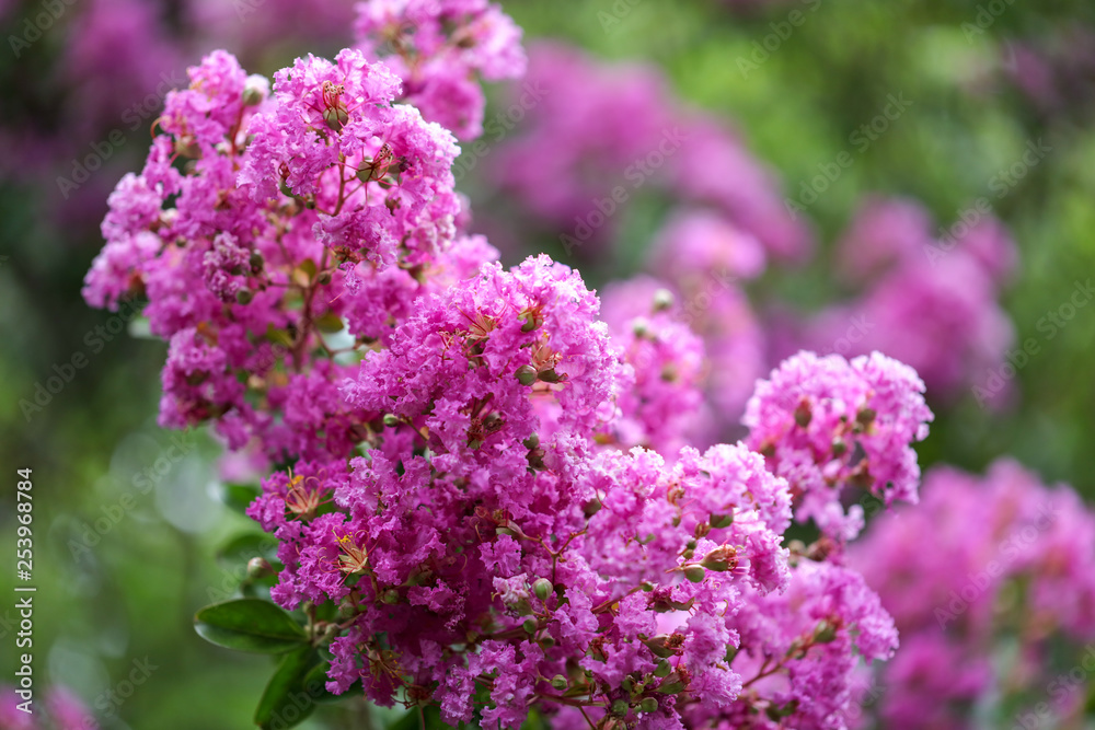 Beautiful pink flowers on a tree in the park Beautiful pink flowers on a tree in the park