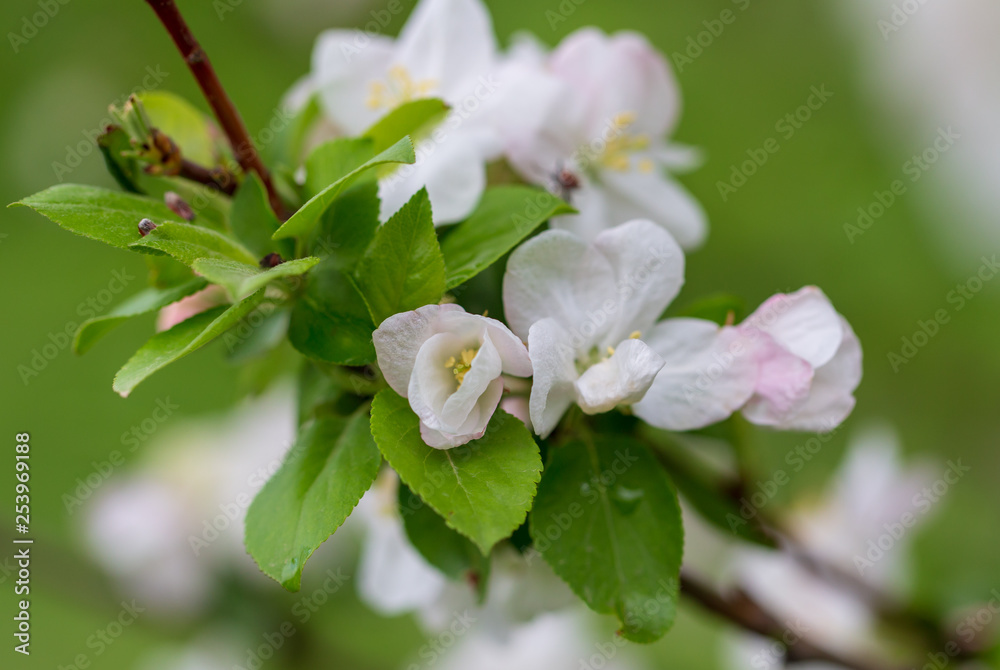 Flowers on the branches of apple trees in spring Flowers on the branches of apple trees in spring