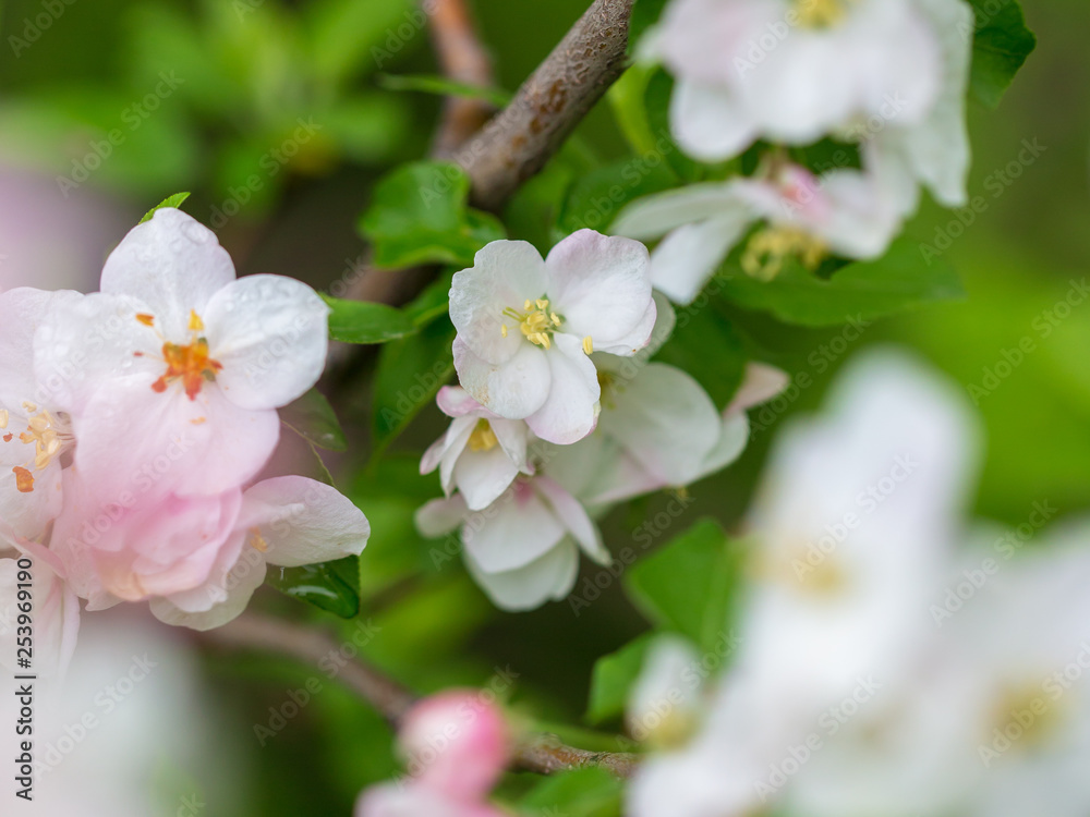 Flowers on the branches of apple trees in spring