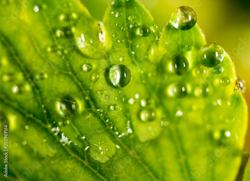 Water drops on a green leaf of strawberry
