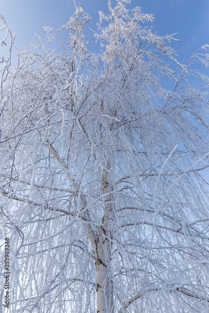 Frozen branches on a tree against a blue sky Frozen branches on a tree against a blue sky