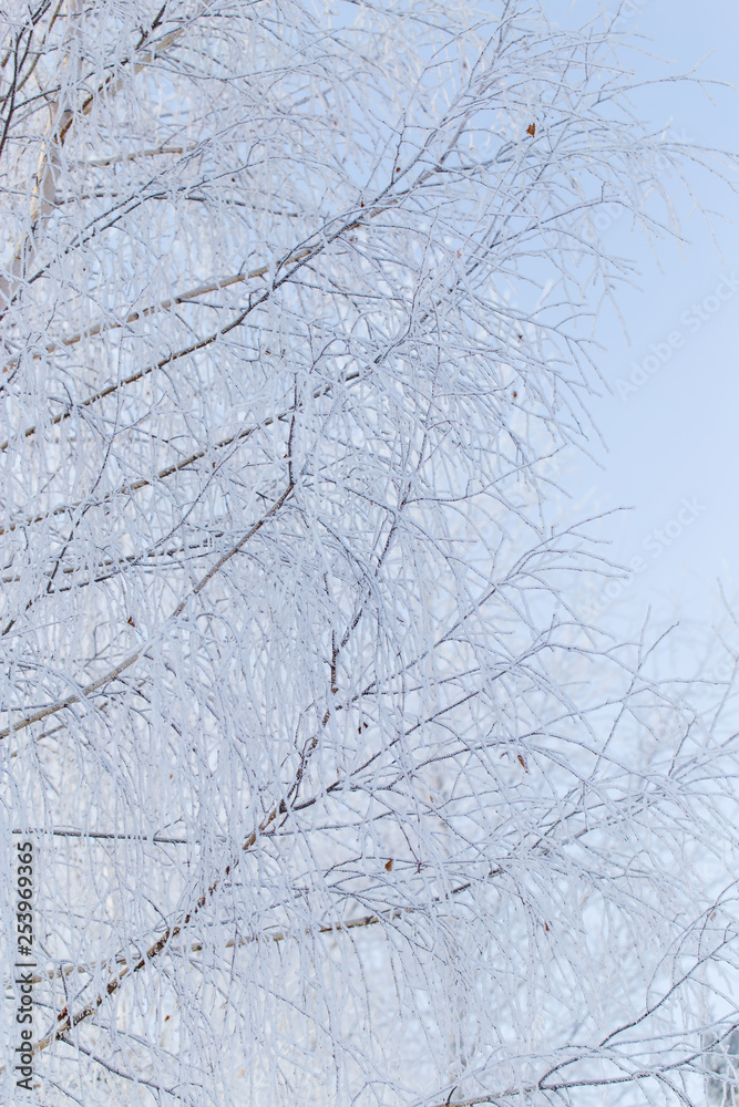 Frozen branches on a tree against a blue sky Frozen branches on a tree against a blue sky