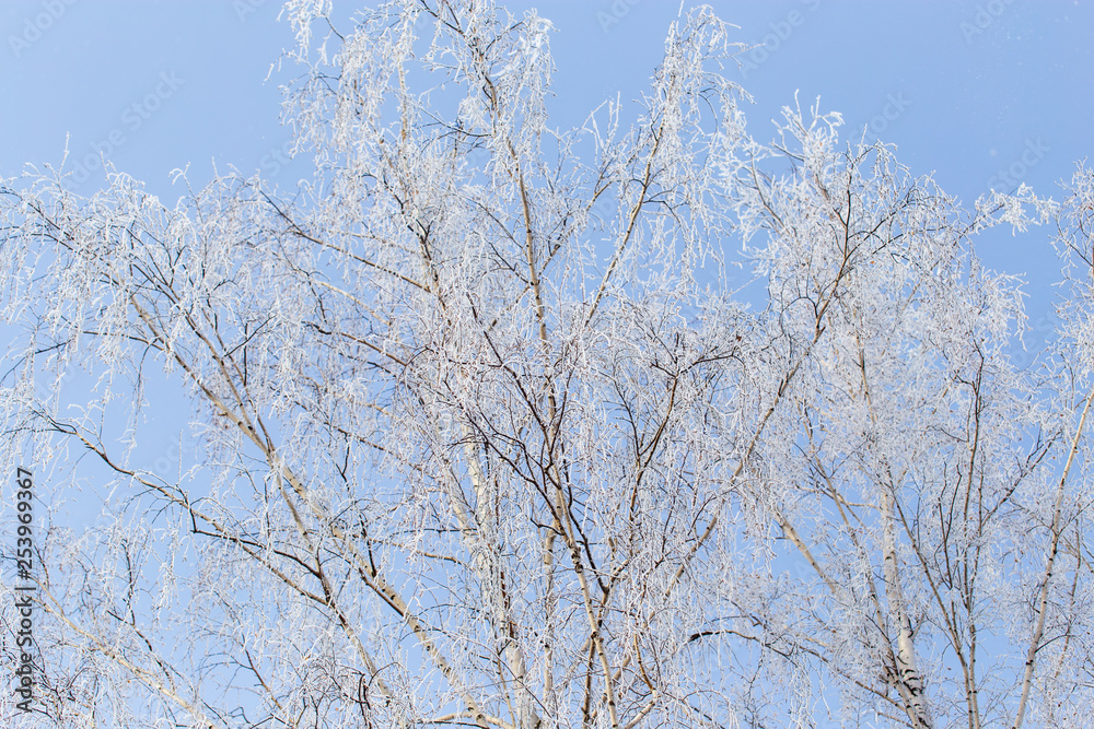 Frozen branches on a tree against a blue sky