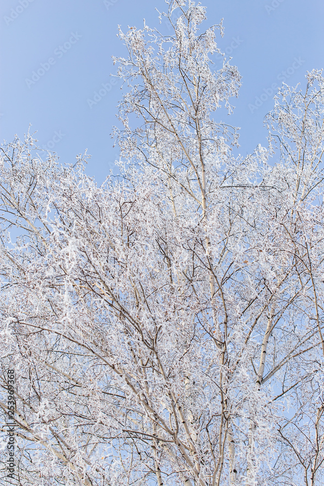 Frozen branches on a tree against a blue sky Frozen branches on a tree against a blue sky