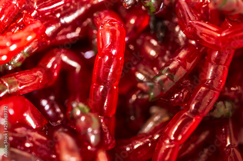 Red worms bloodworms as background