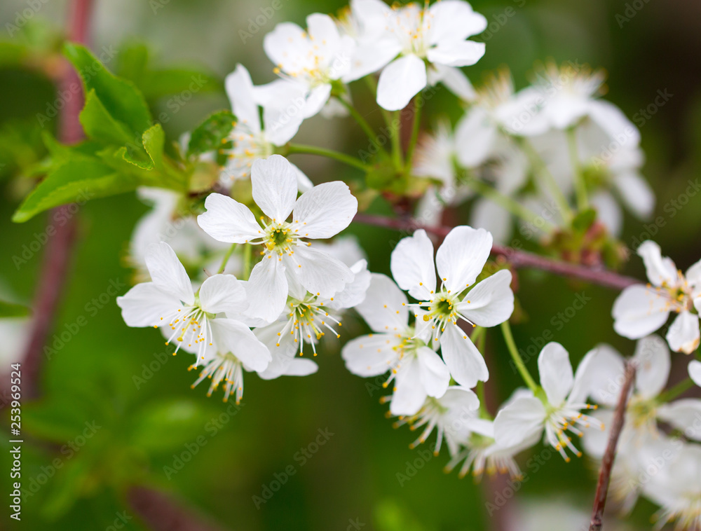 Flowers on the branches of cherry in spring Flowers on the branches of cherry in spring