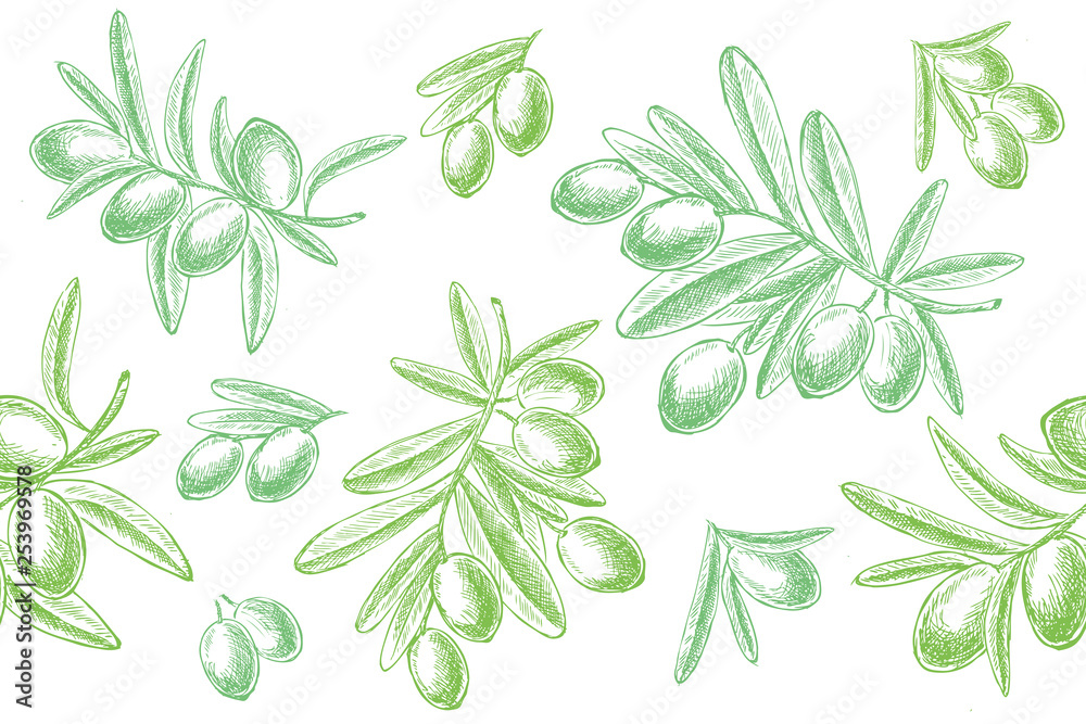 Olives hand drawn isolated. Olives hand drawn isolated.