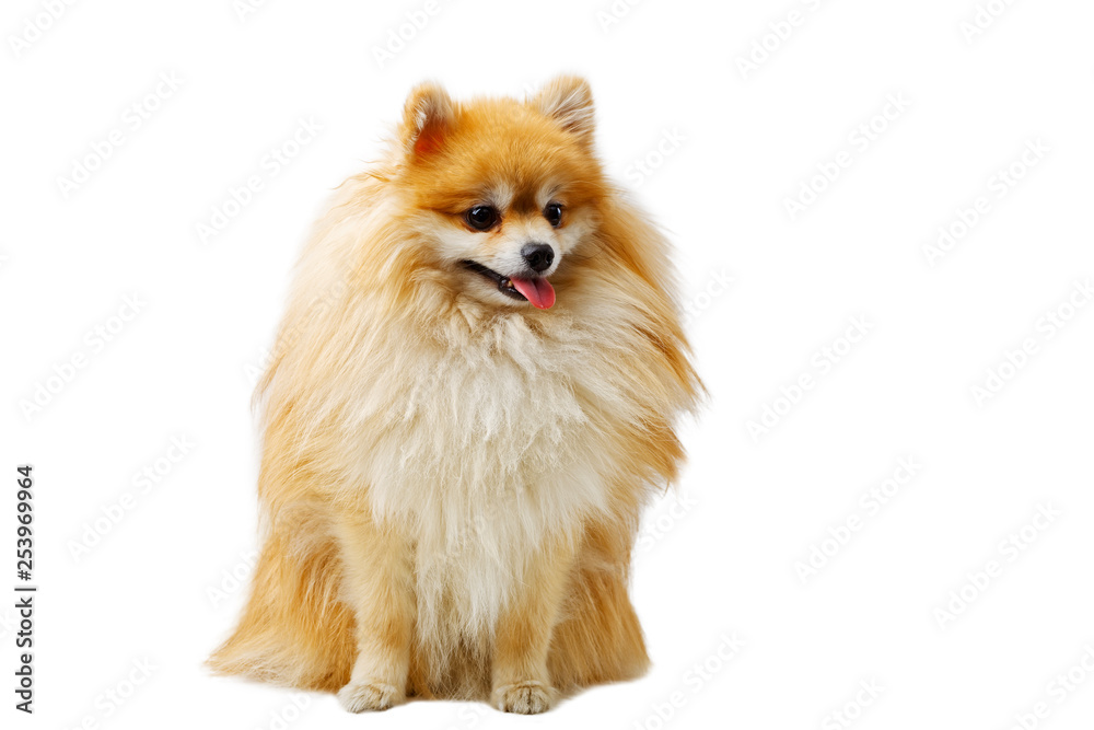Portrait of cute pomeranian spitz isolated on white Portrait of cute pomeranian spitz isolated on white