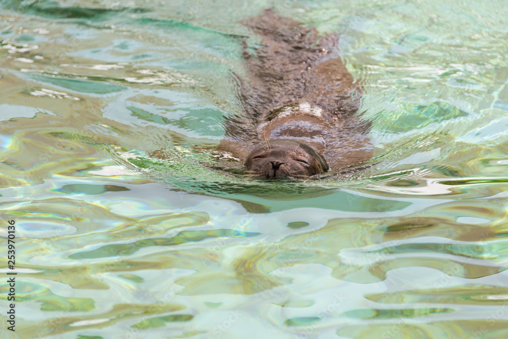 Obraz premium Zoo Veszprém in Hungary and Budapest