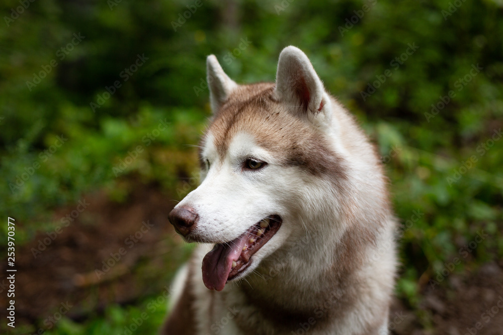 Beautiful dog breed siberian husky in the forest on rainy day