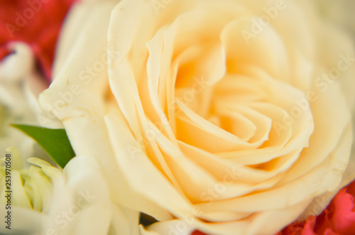White rose closeup. Background of flowers buds.