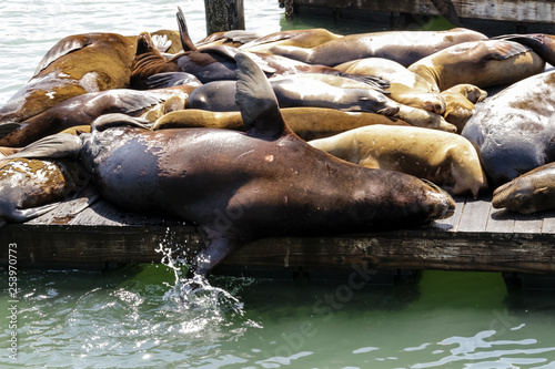 Pier 39 in San Francisco with sea lions on wooden platforms