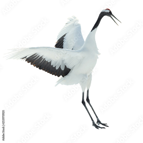 Dancing Crane. The ritual marriage dance. Isolated on white. The red-crowned crane. Scientific name: Grus japonensis, also called the Japanese or Manchurian crane, is a large East Asian Crane.