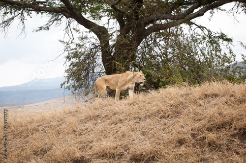 Big and gracious lioness  Panthera Leo  walking in the bush in Ngorongoro National park  Tanzania.