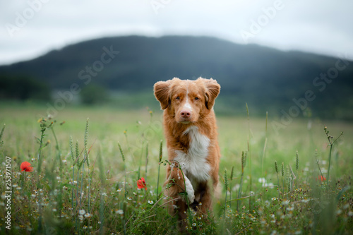 dog in the field in nature. pet in the spring for a walk, Nova Scotia Duck Tolling Retriever, Toller photo