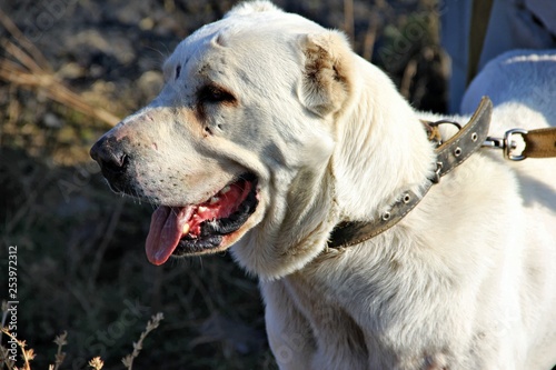 Side view close-up of a dog of breed of the central asian shepherd dog of white color on a blurred background
