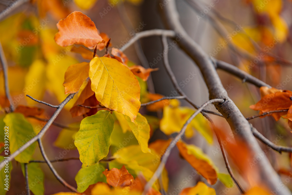 Obraz premium herbst