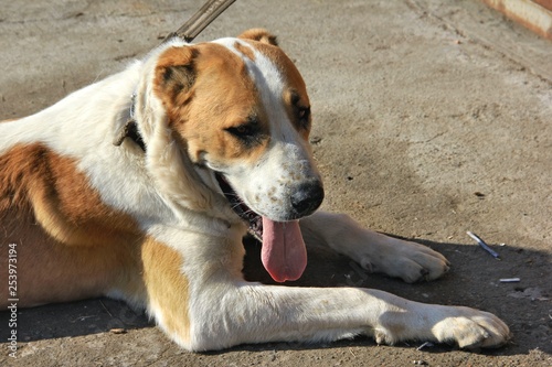 Dog breed central asian shepherd dog white-yellow color resting after the show