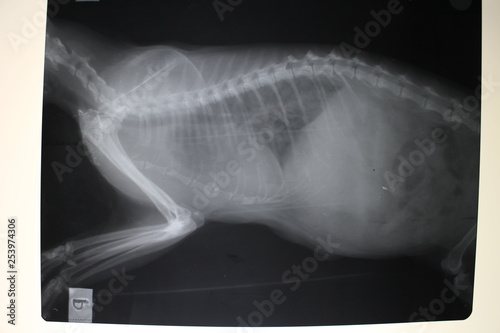 X-ray image of thorax and abdominal cavity of cat