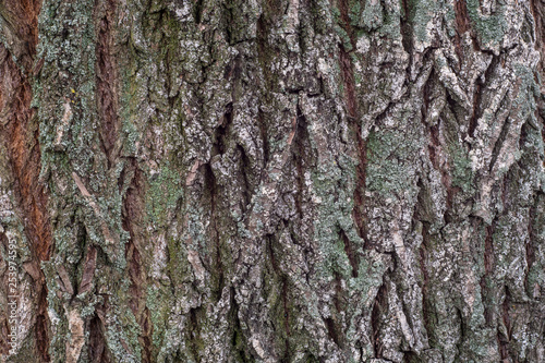 Fototapeta Naklejka Na Ścianę i Meble -   Bark of an old tree closeup as background