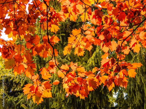 autumn, leaf, fall, tree, maple, leaves, nature, red, orange, yellow, green, flower, season, foliage, color, plant, forest, colorful, bright, park, abstract, garden, beautiful, beauty, sky