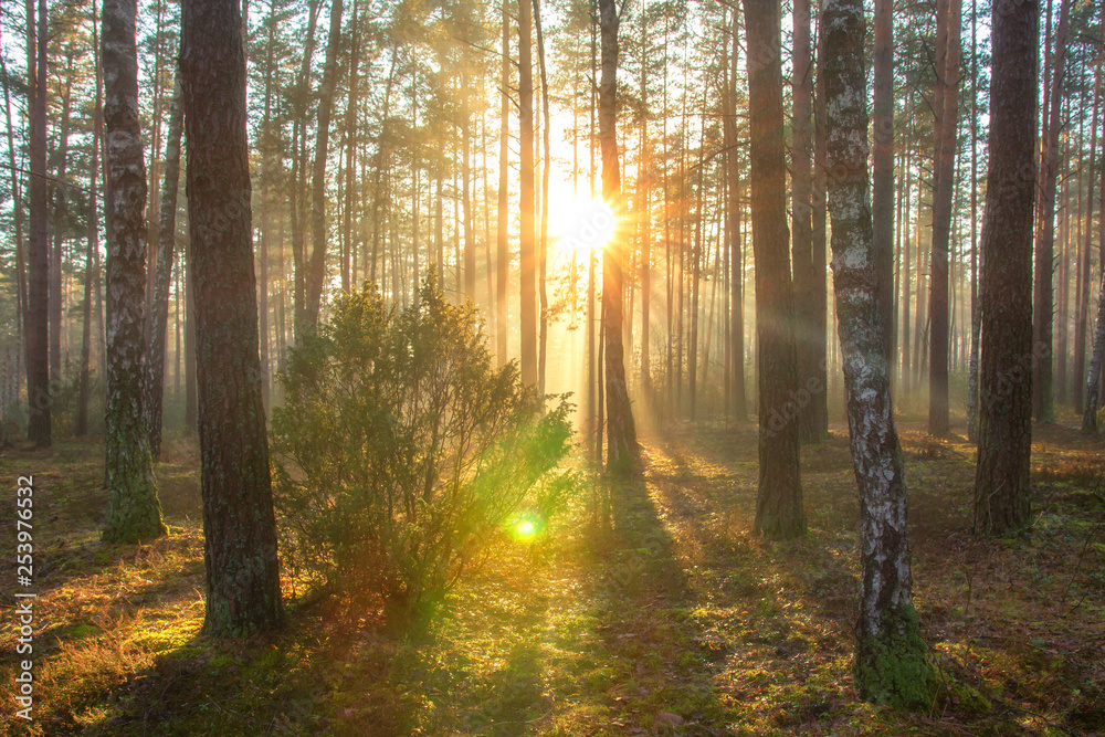 Sun in spring forest. Sunny nature landscape in forest park in beautiful morning