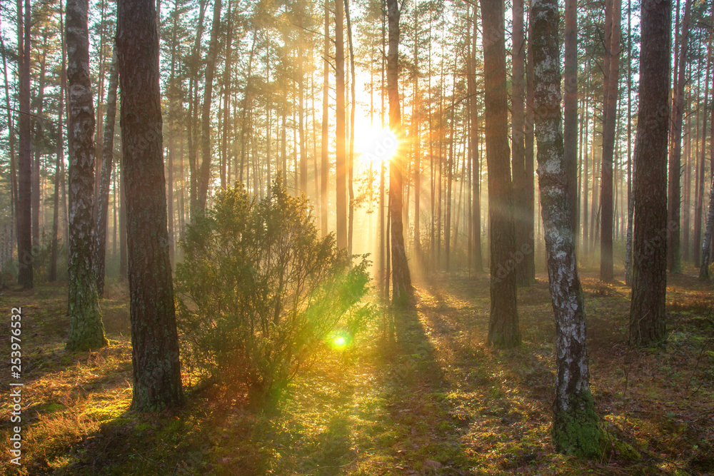Sun in spring forest. Sunny nature landscape in forest park in beautiful morning Sun in spring forest. Sunny nature landscape in forest park in beautiful morning