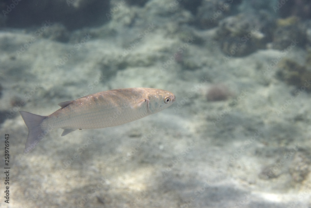 Naklejka premium Mugil cephalus