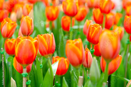 Tulip flowers with blurred pattern background