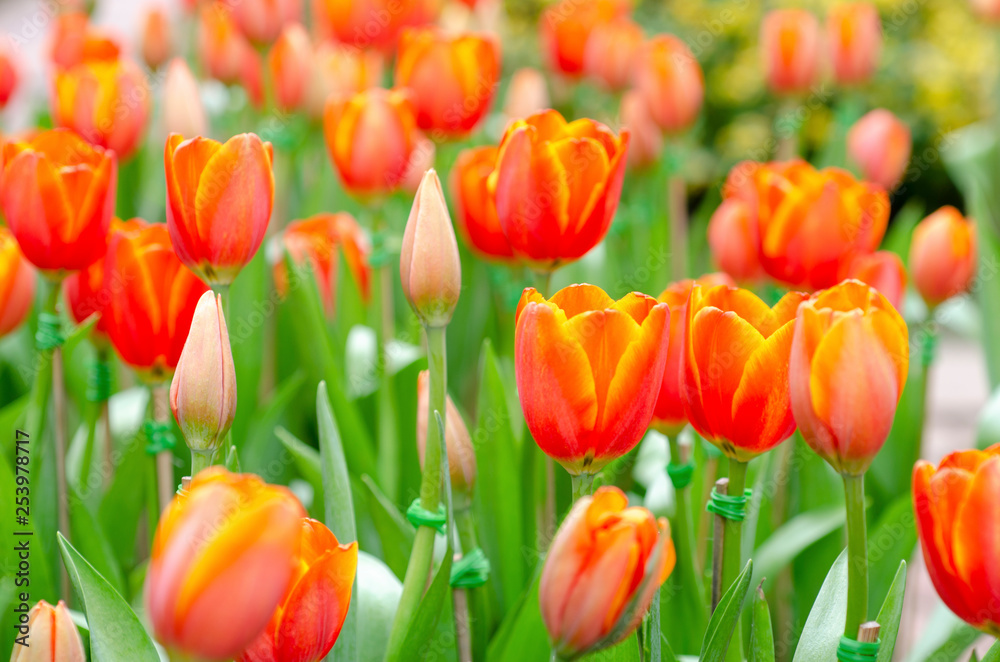 Tulip flowers with blurred pattern background Tulip flowers with blurred pattern background