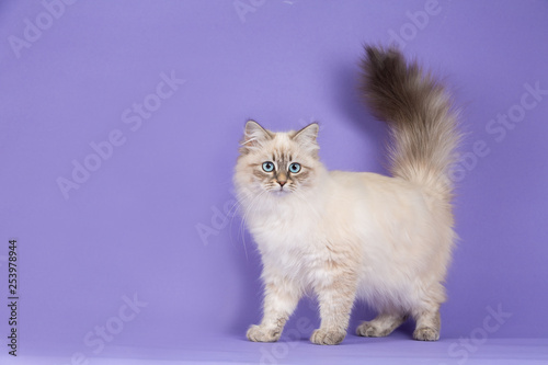 Amazing Siberian cat on purple