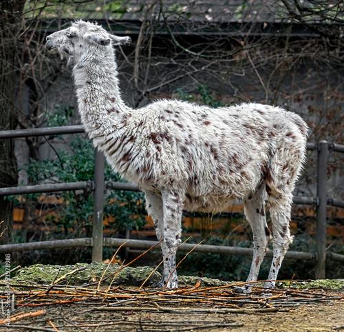 Llama in its enclosure. Latin name - Lama glama