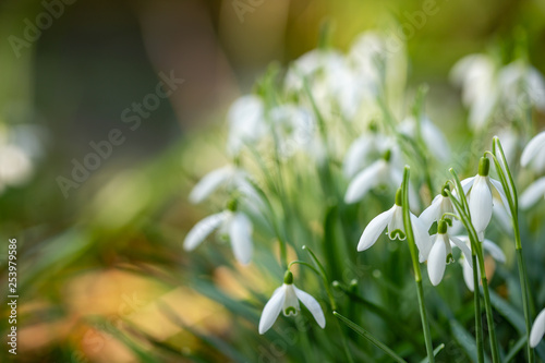 Fragile White Snowdrops with blurred background, and space for Copy © mickblakey