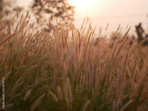 field of wheat summer nature background