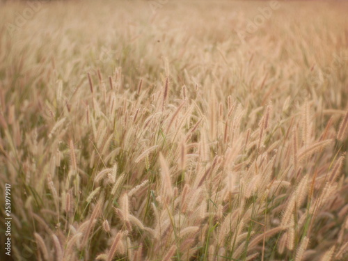 green wheat field outdoor summer © amonphan