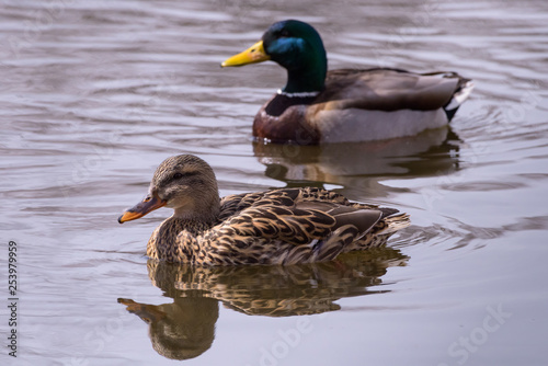 Mating Pair of Mallard Ducks in a Pond