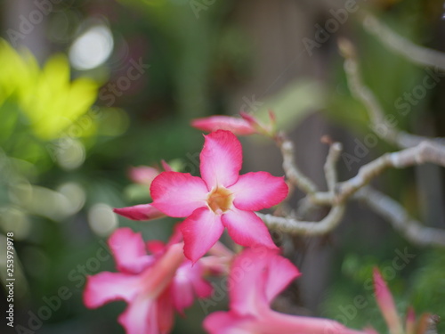 flower in garden