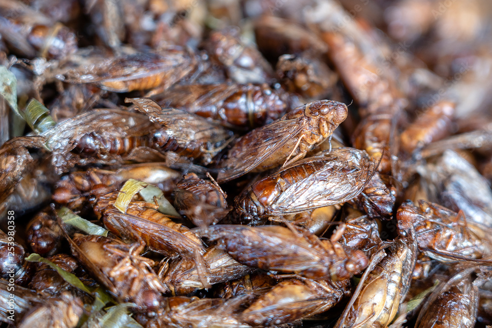 Deep fried Cicada is one of the normal traditional local Thai food in Thailand. Deep fried Cicada is one of the normal traditional local Thai food in Thailand.