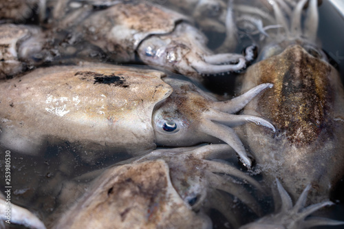 Fresh squids eat street market in Thailand. Seafood concept. Raw sea calamari for cooking, closeup