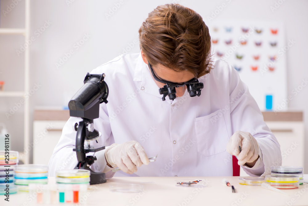Scientist entomologist studying new butterfly species Scientist entomologist studying new butterfly species