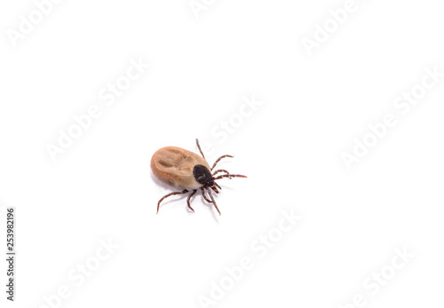 health danger - disease-carrier ticks © nata777_7