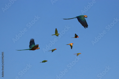 Parrots fly together as a group.