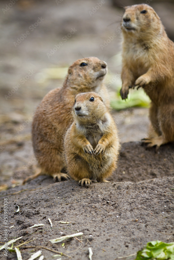 Schwarzschwanz-Präriehund (Cynomys ludovicianus) Schwarzschwanz-Präriehund (Cynomys ludovicianus)