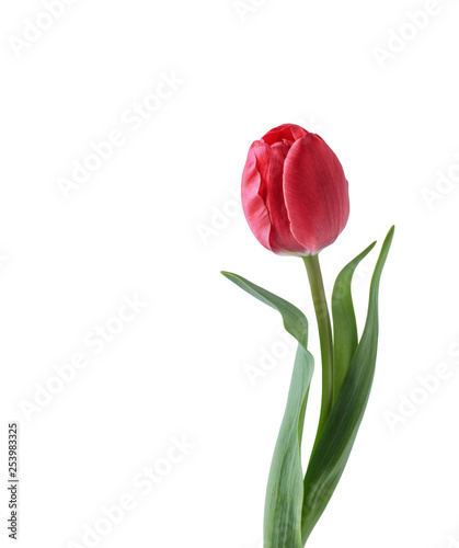 Red tulip flower isolated on white background