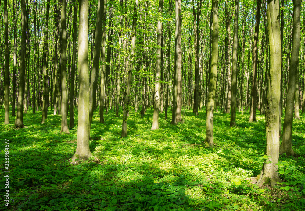 beautiful green forest in spring beautiful green forest in spring