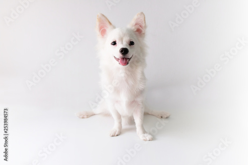 chihuahua is a white sugar, six month old, on a white background. © SARINRA