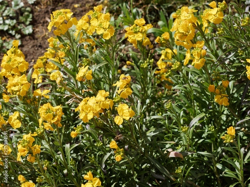 Erysimum cheiri - La girofl  e jaune des murailles  une fleur printani  re d ornement des jardins