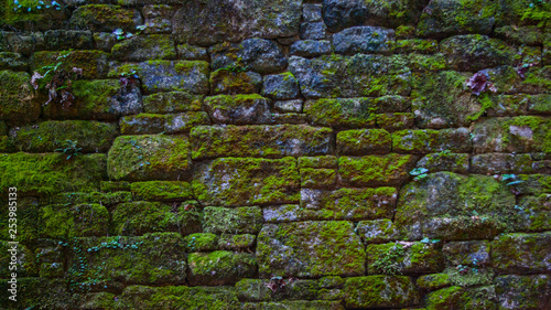 green moss on the wall in Japan 